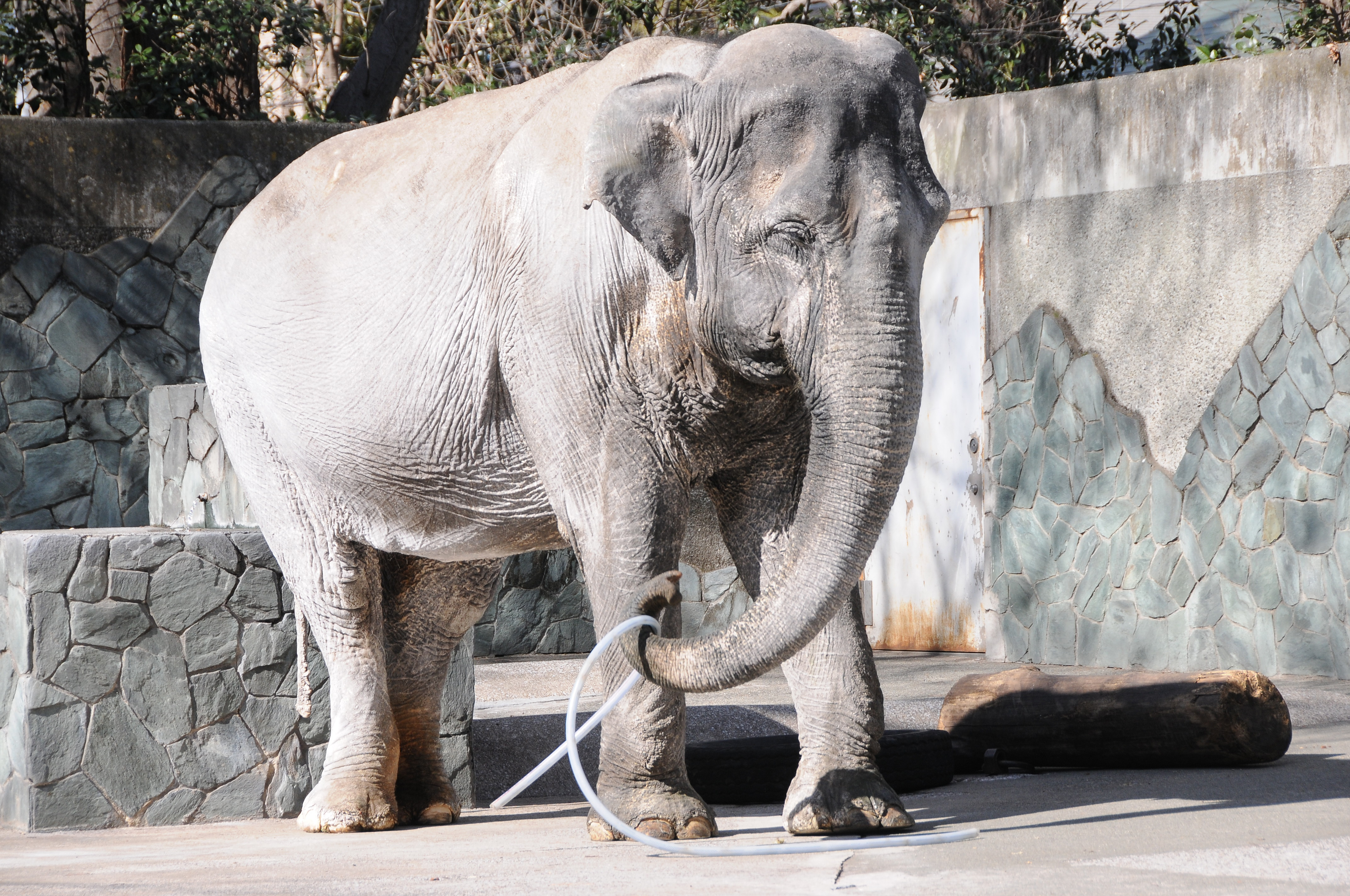 Hanako ,the oldest asian elephant at Inokashira zoo ,6 February 2015. Satoko Kawasaki.