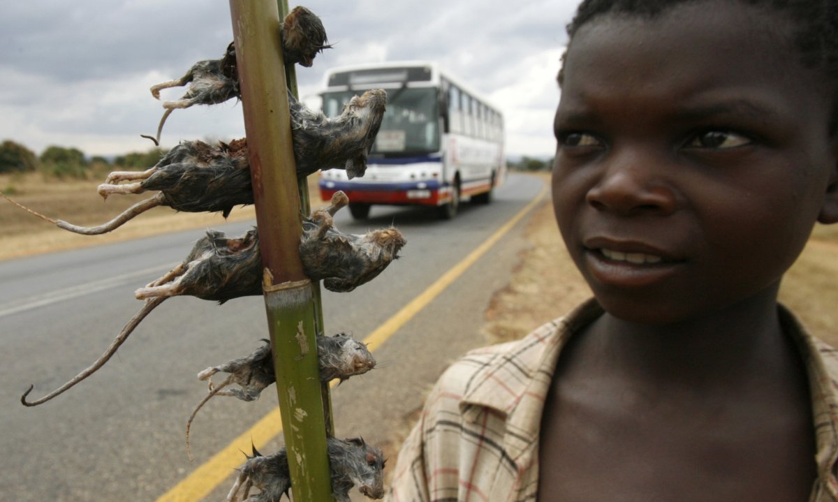 a-young-boy-sells-boiled-rats-on-the-side-of-the-road-in-malawis-capital-lilongwe