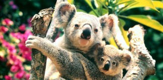 Rozkošný medvedík koala v Austrálii zablokoval premávku