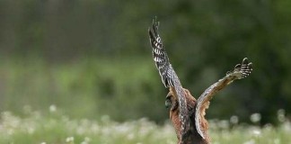 SÚBOJ: Hladný orol sa rozhodol uloviť kobru