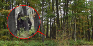 Podarilo sa skutočne tomuto psovi s GoPro kamerou na chrbte nakamerovať Bigfoota?