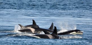 Z koristi sa stal lovec a z lovca korisť. Japonských rybárov zmasakrovali kosatky