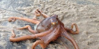 VIDEO: Pláž vo Walese posiata chobotnicami! Čo zapríčinilo tento nezvyčajný úkaz?