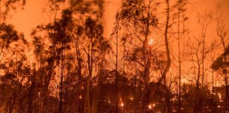 Video: Muž v Californii vbehol medzi plamene aby zachránil úbohé zviera