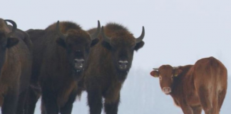 Dojímavý príbeh z prírody. Krava ušla z farmy a teraz ju našli ako žije v stáde s divými bizónmi