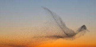 FOTO: Nádherný neopakovateľný záber amatérskeho fotografa! Čo vám pripomína toto hejno vtákov?