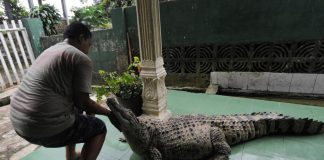 Čivava? Nie, ich domácim miláčikom je 200kg vážiaci krokodíl!