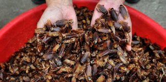 Umelá inteligencia v praxi. V Číne už samostatne riadi farmu na chov švábov. Ľudia sa však boja katastrofy