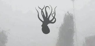 V Číne padali z oblohy morské živočíchy. Silná búrka spôsobila, že pršali chobotnice a krevety