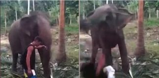 VIDEO: Slon zložil drzého turistu, ktorý sa ho pokúšal pohladkať