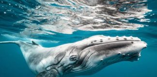 11 najkrajších fotografií za uplynulý rok. Jedna z nich pochádza aj priamo z Bratislavy