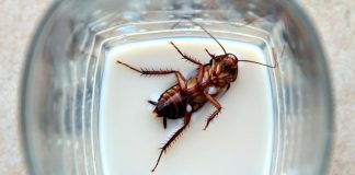 Mlieko vyrobené zo švábov. Nutrične bohaté a chuťovo na nerozoznanie od kravského