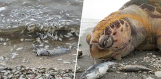 Na Floride vyhlásili stav ohrozenia. Zahynulo obrovské množstvo rýb, vtákov a korytnačiek. Pláže sú plné uhynutých živočíchov