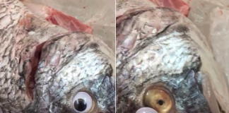 Tak toto tu ešte nebolo! V Kuvajte prelepovali rybám oči ich imitáciami aby vyzerali čerstvejšie