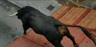 Úbohý býk si počas španielskeho festivalu v uliciach zlomil obe zadné nohy. Srdcervúce zábery býka ako sa plazí po uliciach Mejorada