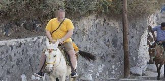 Ochrana zvierat! V Grécku úrady oficiálne zakázali vozenie obéznych turistov na somároch