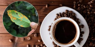 Najväčšia kávová kríza našej doby. Plantáže po celom svete napadá vážne ochorenie a úroda je v nebezpečí