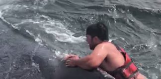 Odvážny rybár skočil priamo na obrovskú veľrybu v snahe zachrániť ju z rybárskej siete