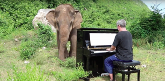 Umelec pravidelne hráva na klavíri opusteným a slepým slonom v thajskom sirotčinci. Jeho hudba zvieratá upokojuje