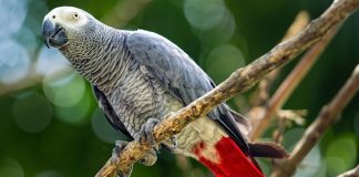 Papagáj sa doma nudil, cez internet si objednával maškrty