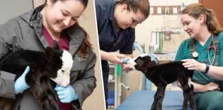 Najmenšie teliatko na svete nie je väčšie ako mačka domáca