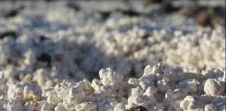 Pláž s popcornom namiesto piesku? Na Kanárskych ostrovoch sa tešia z nevšedného úkazu