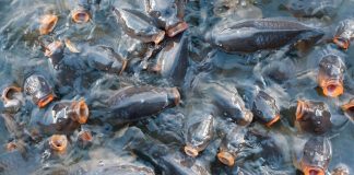 Sloboda zvierat sa aj tento rok snaží prostredníctvom kampane podať Pomocnú plutvu (vianočným) kaprom