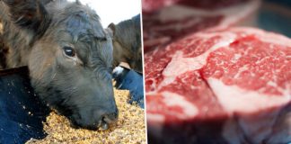 Pokiaľ chceme pomôcť zachrániť našu planétu, mali by sme v roku 2019 konzumovať menej mäsa