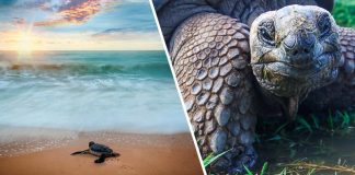 Na Galapágy sa po 100 rokoch vracajú korytnačky. Na pláži tu našli už prvé vyliahnuté mláďatá