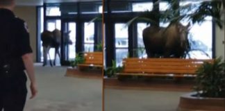 Video: Nečakaná návšteva v nemocnici na Aljaške. Los sa prišiel sám od seba nakŕmiť na recepciu.