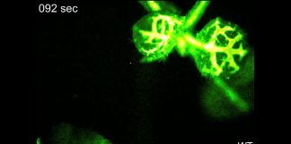 Výskum dokázal, že rastliny reagujú na to, že sú konzumované