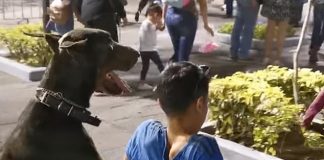 Najlepší priateľ človeka! Pes tlačil svojho pána na vozíčku po námestí počas mexického festivalu