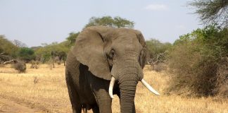 Botswana plánuje opäť legálne zabíjať slony a ich mäso použiť na výrobu krmiva pre psy