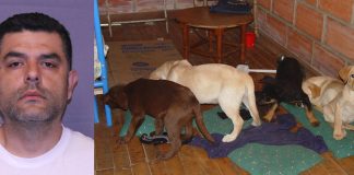 Veterinár do šteniat voperoval heroín, za tento počin skončil za mrežami.