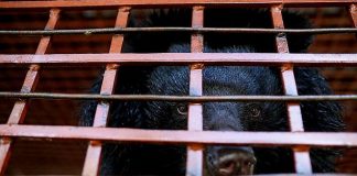 Vzácny druh medveďov majitelia týrali a kŕmili múkou kvôli získaniu ich žlče