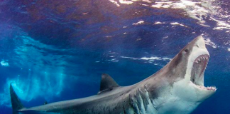 DNA žralokov by mohla pomôcť vyliečiť rakovinu a choroby súvisiace s vekom u ľudí