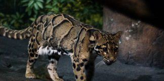 30 rokov ho nikto nevidel a nepodarilo sa ho zachytiť ani stovkám fotopascí. Bol vyhlásený za vyhynutého, no zrejme stále žije.