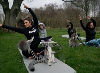 Anglický hotel spustil jogu s lemurmi, ktorá pomáha ľuďom zbaviť sa stresu
