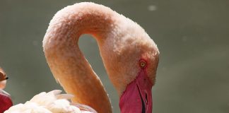 VIDEO: Pakistanskí pytliaci zabili 20 plameniakov a hrdo sa tým pochválili!