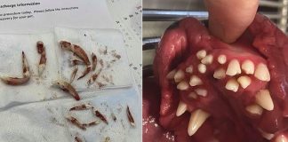 Majiteľka psa zostala v nemom úžase, v tlame chlpáča rástlo až 70 zubov