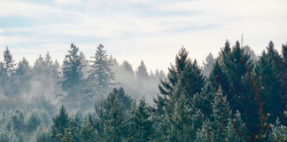 V Česku sa rozhodli vysadiť až 10 miliónov stromov a pomôcť tak budúcim generáciám