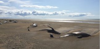 Desiatky mŕtvych veľrýb vyplavilo more na islandskú pláž, všimli si ich turisti počas vyhliadkového letu