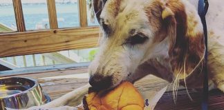 Psíkovi utrápenému rakovinou rodina pripravila skvelý spoločný víkend na rozlúčku