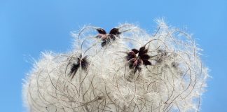 Bavlnené tašky ako hrozba pre životné prostredie? Dáni vyjadrili znepokojenie z ich výroby