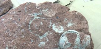 Chlapec našiel milióny rokov staré dinosaurie vajcia počas toho, ako sa vonku hral