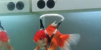 Kórejský dizajnér zostrojil „invalidný vozík“ pre svoje rybičky, zachraňuje im tak životy