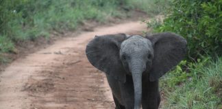 Nájomník choval v byte slona, ktorého výkaly zničili pekáreň sídliacu o poschodie nižšie
