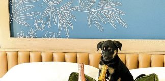 Šteniatka a Prosecco! V hoteli v Denveri si môžte objednať noc strávenú so šteniatkami z miestneho útulku