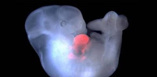 Vedcom sa podarilo vytvoriť historicky prvý hybrid človeka a opice! Z bezpečnostných dôvodov prebehol celý pokus v Číne