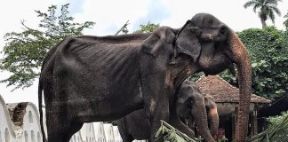 Majitelia využívajú 70-ročnú podvýživenú slonicu ako festivalovú atrakciu Srí Lanky